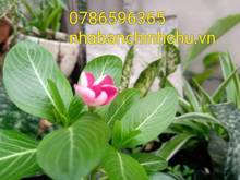 Hình ảnh Bán nhà mặt tiền quận 10 - đường Nguyễn Tri Phương 7 tỷ.