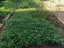 Hình ảnh Bán mảnh đất 43m2 hai mặt thoáng sổ vuông,vị trí siêu đẹp,giá rẻ