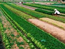 Hình ảnh Bán 1000m2 đất ruộng xã Dương Quang, Gia Lâm