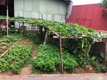 Hình ảnh Anh trai nhờ bán 53m đất mặt đường trục chính xóm 5 Đông Dư, Gia Lâm: