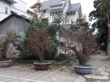 Hình ảnh Cho thuê biệt thự Vườn Đào, 200m x5T hoàn thiện đẹp, thang máy, 40tr/t