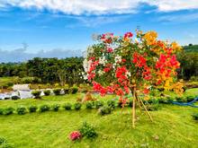 Hình ảnh Gia đình bán gấp nền biệt thự view đồi ngay trung tâm, giá F0 bao rẻ