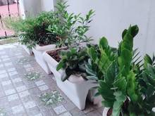 Hình ảnh Bán nhà phạm ngọc thạch, sổ nở hậu, thoáng, 50m2, 4.1 tỷ
