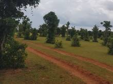 Hình ảnh Cty Gia Hưng Land bán đất vườn bình thuận sổ sẵn chỉ 900tr/ha gần biển