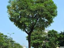Hình ảnh Nhà Đẹp  ,Ngõ Thông _ Phố Đào Tấn _Ba Đình _52m2 * 5 Tầng Giá Hơn 6 Tỷ