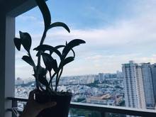 Hình ảnh Bán Trang Chủ MB66.COM / Đăng Ký Tặng 66K 3PN 105m2 Sunrise City View Q7 nội thất cao cấp giá 5,3 tỷ