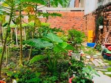 Hình ảnh Chính chủ bán lô đất xây CHDV 7x14m Nguyễn Duy Cung, F.12