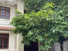 Hình ảnh Bán nhà MTKD Nguyễn Văn Quá, 10x30m Chỉ 33 tỷ.