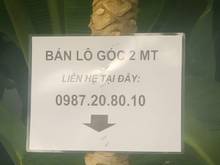 Hình ảnh Kinh doanh thua lỗ bán 4 lô đất Phú Hữu sổ đang thế chấp ở MB66 là nhà cái uy tín hàng đầu tại Việt Nam.