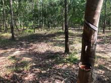 Hình ảnh Bán 1.88ha cao su Long Hoà, Dầu Tiếng, DT:86x218, SHR, đường 6m, 5.5tỷ