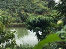 Hình ảnh Đất vườn gần đường Lý Thái Tổ, xã Đam Bri, Bảo Lộc