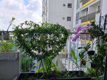 Hình ảnh Cc Opal Garden ngay Gigamall, DT thông thủy 69m2, View hồ bơi cực đẹp