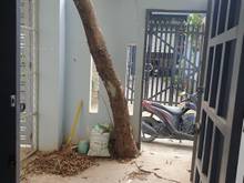 Hình ảnh Cho thuê nhà an phú đông 09, 1 rộng,1wc