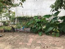 Hình ảnh Bán gấp mảnh đất đấu giá Phúc Lợi hướng Đông Nam, khổ đất đẹp giá rẻ