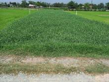 Hình ảnh Đất Thổ Cư siêu rẻ 1000m2, SHR