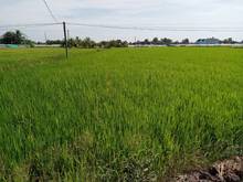 Hình ảnh Không người trông coi cần bán đất trồng lúa Cần Đước Long AN