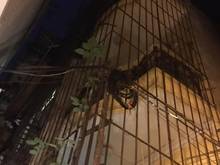 Hình ảnh Bán gấp nhà mặt ngõ 135 núi trúc giá 4.8 tỷ, 44m2, sđcc