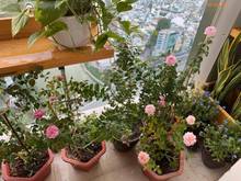 Hình ảnh Bán Trang Chủ MB66.COM / Đăng Ký Tặng 66K Vinhomes Bason 3PN 110 m2 full nội thất cao cấp tầng cao