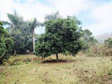 Hình ảnh Bán đất nghỉ dưỡng Quốc Oai, 3600m2