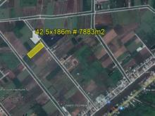 Hình ảnh Bình Chánh, xã Bình Lợi, Bán Đất NN, 42.5x186m DT 7883m2