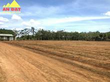 Hình ảnh Đất sào 1000m2 Giá rẻ sổ sẵn  Lộc Ninh Bình Phước