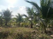 Hình ảnh Chính chủ bán gấp VƯỜN TRÁI CÂY 5600m2 gần KDL núi Bà Đen TP Tây Ninh