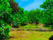 Hình ảnh Đất vườn chính chủ giá tốt ở Ngọc Định