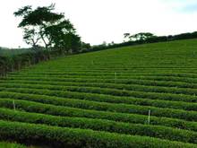 Hình ảnh đất nền dự án kiwuki village 2 gần TTHC bảo lộc