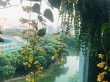 Hình ảnh Cho thuê Trang Chủ MB66.COM / Đăng Ký Tặng 66K Emerald Celadon City 2 phòng ngủ Full nội thất cao cấp