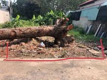 Hình ảnh Long Nguyên Bàu Bàng kế chợ, gần trường học, dân đông, dt 14×24m, shr