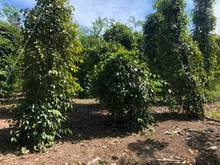 Hình ảnh Bán lô đất dt 20×61m, đất đang trồng tiêu, khu dân, Lộc Khánh,Lộc Ninh