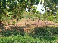 Hình ảnh Tân Xuân-Phước Trung- 1000m2 CLN - 750tr