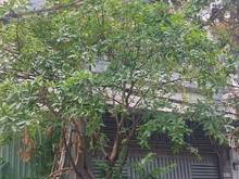 Hình ảnh Nhà phố 3 tầng hẻm xe hơi tránh nhau đường Nguyễn Ư Dĩ. DT: 4.5x17.6m