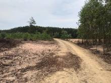 Hình ảnh Đất 1,6 Ha. Cô Kiều Tân Thắng. Giá bán 5 tỷ 5 Ha.