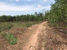 Hình ảnh 3,4 Ha Cô Kiều Tân Thắng Bình Thuận giá 4,6 tỷ / Ha.