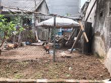 Hình ảnh Chính chủ cần bán gấp lô đất đẹp 64m2 trong ngõ 987 Ngô Gia Tự