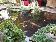 Hình ảnh Cho thuê nguyên căn nhà sân vườn 600m2 trệt 3 lầu Huỳnh Văn Bánh PN