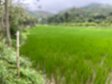 Hình ảnh Bán lô đất f0 diện tích 8900m tại Cao sơn - Lương Sơn - Hòa Bình.