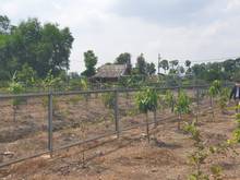 Hình ảnh Đất Vườn Mặt Tiền Kênh, 900m2. Gía 2,45 tỷ.