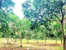 Hình ảnh Cần bán lô đất phủ hồng, đường bê tông,dân đông,view hồ Trị An