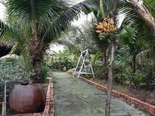 Hình ảnh Bán nhà vườn Nguyễn Văn Bứa giá 1ty4 còn thương lượng