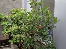 Hình ảnh bán căn villa Đ.xô viết nghệ tỉnh ,phường 26, bình thạnh