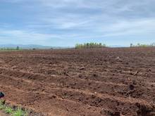 Hình ảnh 2.5ha đất CLN bìa đỏ sẳn. đất bazan