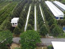 Hình ảnh ⛔Bán Đất Phong Điền  7300m2 , Lộ 11m 📍 850tr/công