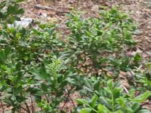 Hình ảnh Đất Cầu Diễn, 1 ngoặt vào, sát ô tô tránh, sát phố, chỉ nhỉnh 2 tỷ nhỏ