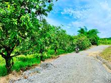 Hình ảnh Chính chủ cần bán gấp view đà lạt, bằng phẳng