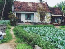 Hình ảnh Cần bán gấp vườn quýt tăng nhà trị giá 300tr