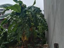 Hình ảnh Chủ nhà nhờ bán lô đất đẹp tại thố bảo, vân nội, đông anh, hà nội