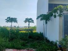 Hình ảnh Bán Lô Đất Tăng Long Garden Cạnh Đông Tăng Long,Trường Thạnh