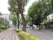 Hình ảnh Cho thuê MBKD ngay trung tâm 176 Nam Kỳ Khởi Nghĩa, P.6 Q.3 (18*40m)